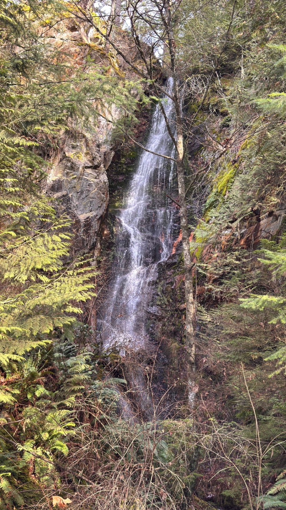 A tall mossy waterfall in the rainforest off the FSR