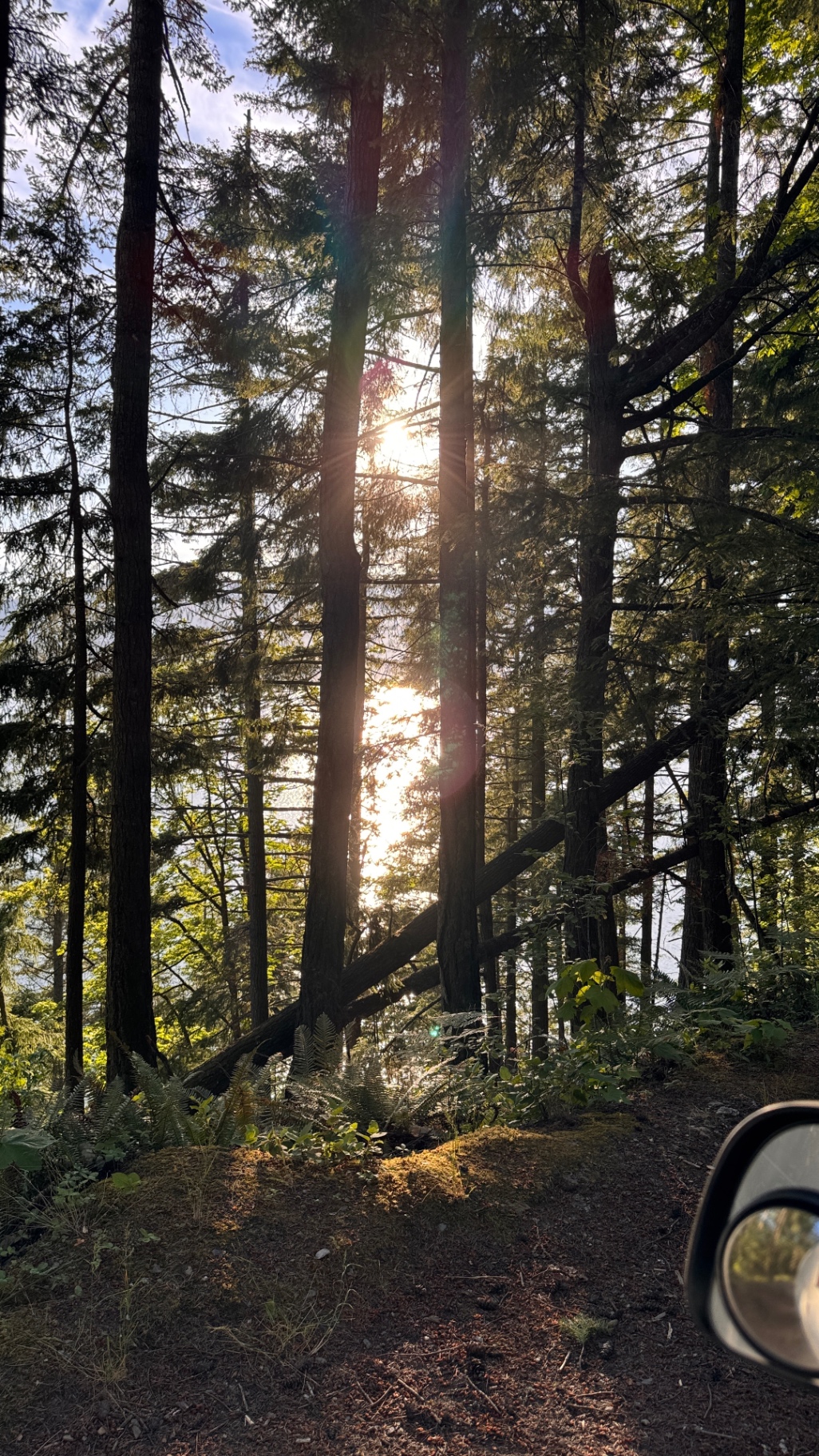 Late afternoon sun coming through the cedars
