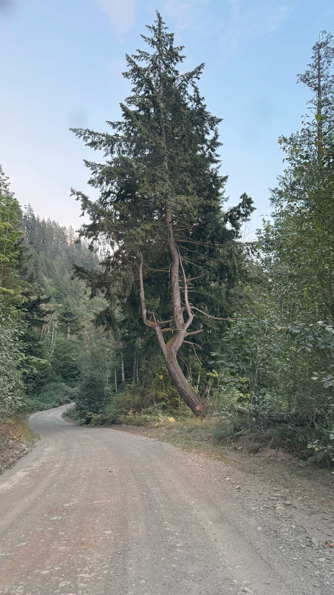 A leaning fir tree over a winding gravel BC Forest Service Road at dusk