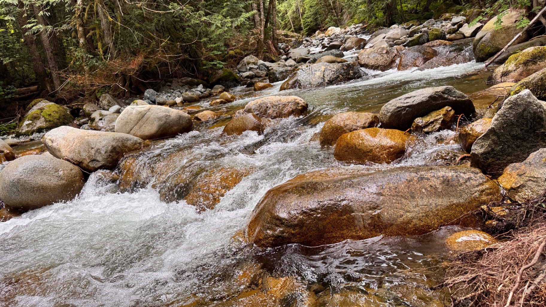 Clear creek tumbling over granite boulders in the cedar forest